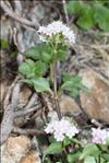 Valeriana tripartita (Gamisans) J.M.Tison