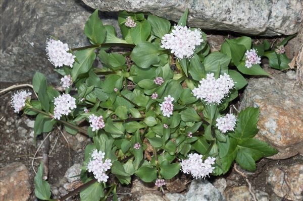 Valeriana tripartita (Gamisans) J.M.Tison