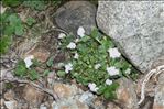 Valeriana tripartita (Gamisans) J.M.Tison