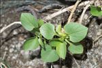 Valeriana tripartita (Gamisans) J.M.Tison