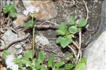 Valeriana tripartita (Gamisans) J.M.Tison