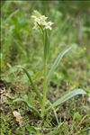 Dactylorhiza insularis (Sommier ex Martelli) Landwehr