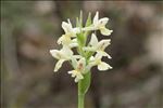 Dactylorhiza insularis (Sommier ex Martelli) Landwehr