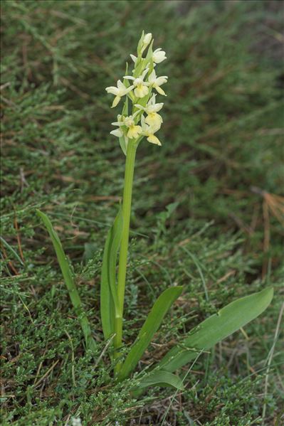 Dactylorhiza insularis (Sommier ex Martelli) Landwehr