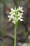 Dactylorhiza insularis (Sommier ex Martelli) Landwehr