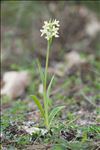 Dactylorhiza insularis (Sommier ex Martelli) Landwehr