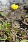 Pilosella lactucella subsp. nana (Scheele) M.Laínz