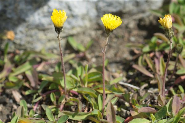 Pilosella lactucella (Wallr.) P.D.Sell & C.West