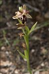 Ophrys morisii (Martelli) Soó