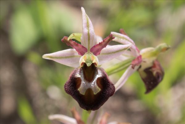 Ophrys morisii (Martelli) Soó