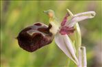 Ophrys morisii (Martelli) Soó