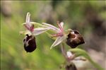 Ophrys morisii (Martelli) Soó