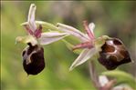 Ophrys morisii (Martelli) Soó