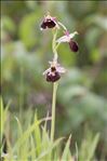 Ophrys morisii (Martelli) Soó