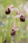 Ophrys morisii (Martelli) Soó