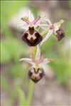 Ophrys morisii (Martelli) Soó