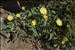 Pilosella peleteriana subsp. ligerica (Zahn) B.Bock