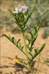 Cakile maritima subsp. integrifolia (Hornem.) Hyl. ex Greuter & Burdet