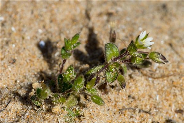 Cerastium diffusum Pers.