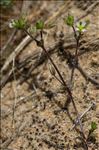 Cerastium diffusum Pers. subsp. diffusum