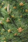 Pinus nigra J.F.Arnold subsp. nigra