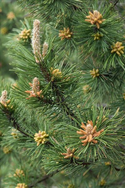 Pinus nigra J.F.Arnold