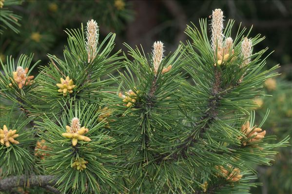 Pinus nigra subsp. salzmannii (Dunal) Franco