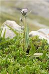 Saussurea alpina (L.) DC. subsp. alpina