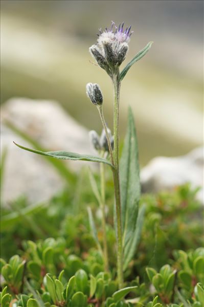 Saussurea alpina (L.) DC. subsp. alpina