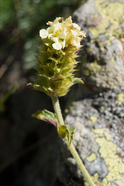 Sideritis hyssopifolia subsp. eynensis (Sennen) Malag.