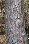 Pinus pinaster subsp. hamiltonii (Ten.) Villar