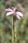 Dianthus pyrenaicus subsp. attenuatus (Sm.) Bernal, Laínz & Muñoz Garm.
