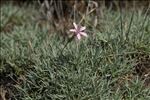 Dianthus pyrenaicus Pourr.