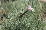 Dianthus pyrenaicus Pourr.
