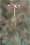 Dianthus pyrenaicus subsp. attenuatus (Sm.) Bernal, Laínz & Muñoz Garm.