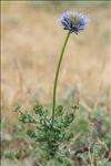 Jasione maritima (Duby) Merino