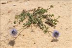 Jasione maritima (Duby) Merino