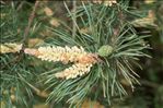 Pinus sylvestris L.