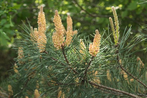 Pinus sylvestris L.