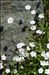 Heliosperma pusillum (Waldst. & Kit.) Rchb. subsp. pusillum