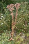 Sempervivum tectorum subsp. boutignyanum (Billot & Gren.) H.Jacobsen