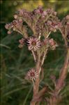 Sempervivum tectorum subsp. boutignyanum (Billot & Gren.) H.Jacobsen