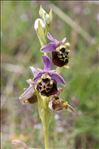 Ophrys vetula Risso