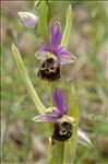 Ophrys vetula Risso