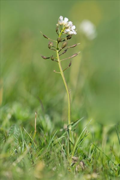 Noccaea caerulescens subsp. virens (Jord.) Kerguélen