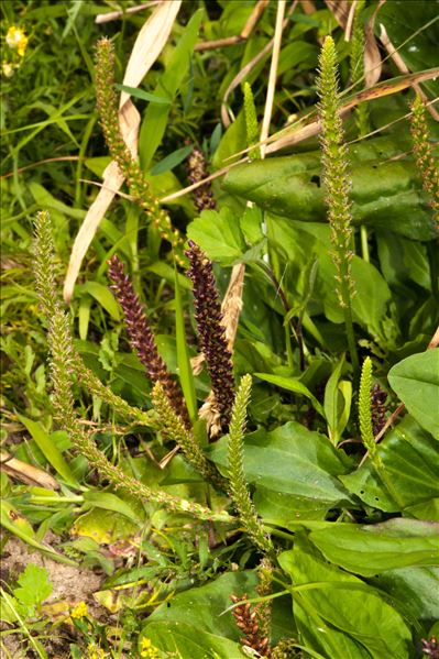 Plantago major L. subsp. major