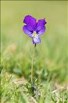 Viola lutea Huds. subsp. lutea