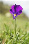 Viola lutea Huds. subsp. lutea