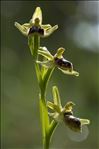 Ophrys araneola sensu auct.plur.
