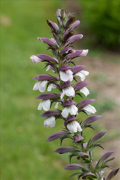 Acanthus spinosus L.